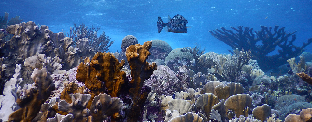What happens next? The impact of coronavirus on Australia's endangered coral  reefs