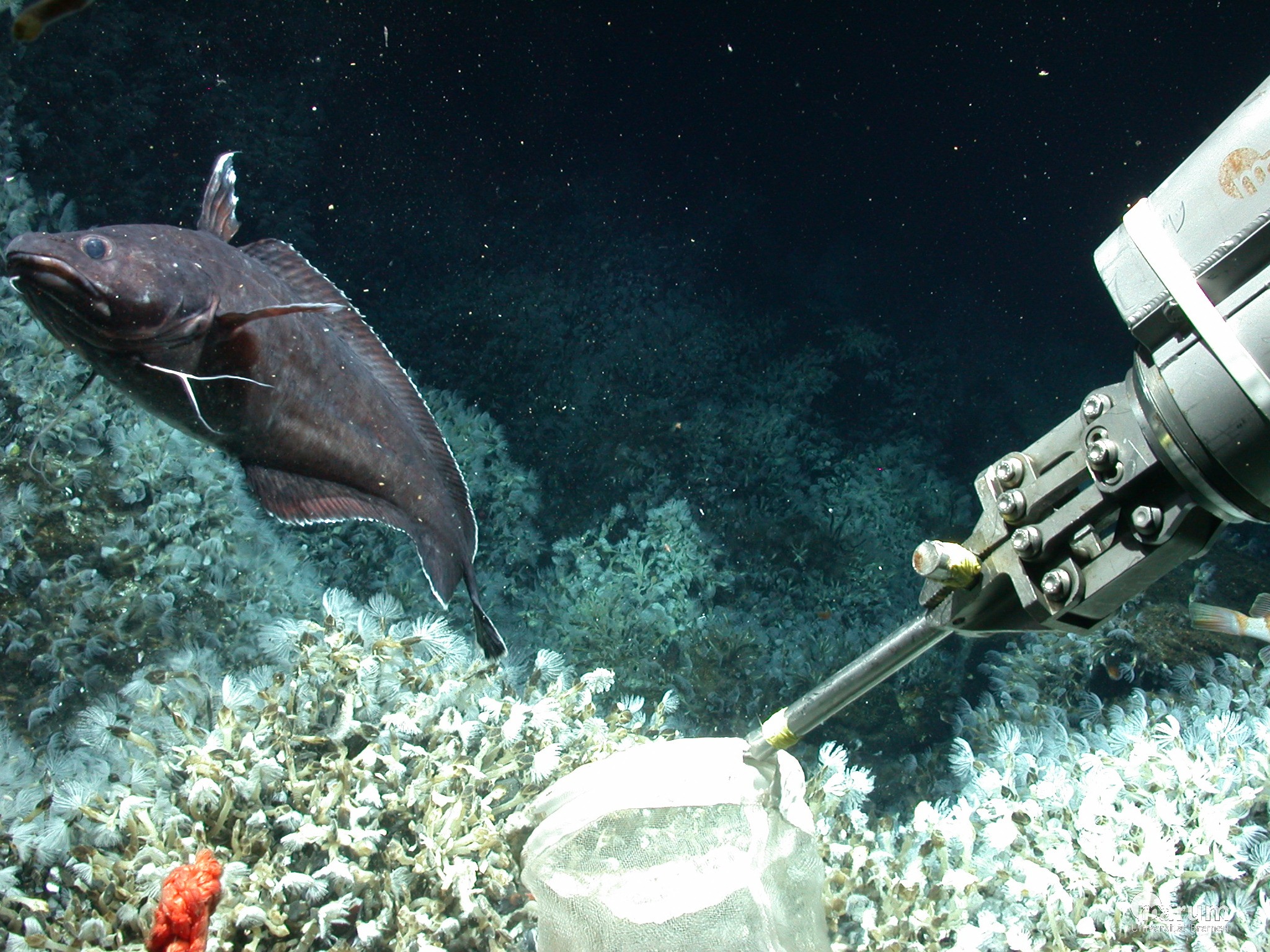 The Remotely Operated Vehicle ROV Quest (MARUM) takes samples of fauna in a hydrothermally active field at the Haungaroa volcano (Source: MARUM,University of Bremen)