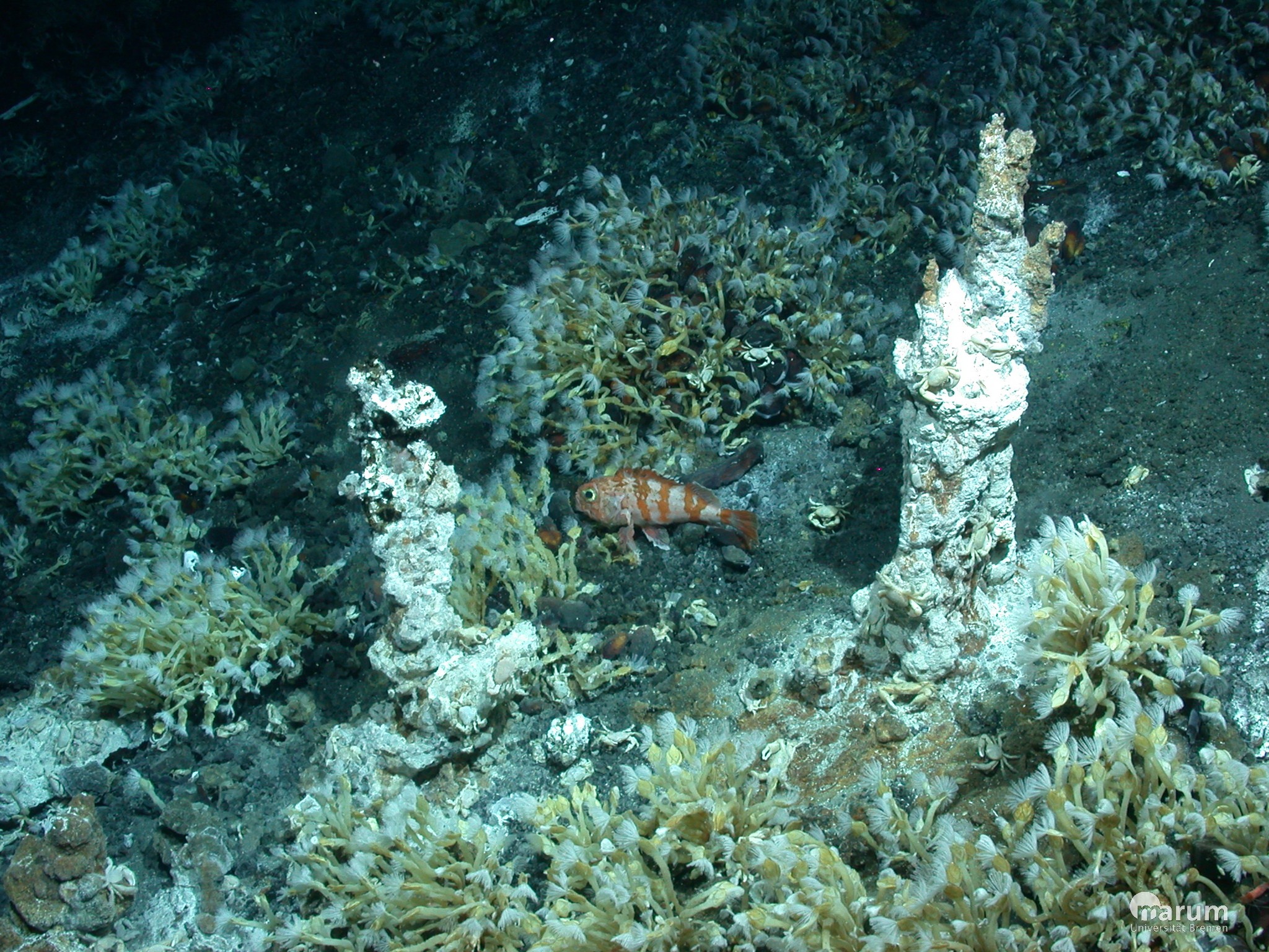 Mineral chimney and abundant life in a newly discovered hydrothermal vent field at the Haungaroa volcano (Source: MARUM,University of Bremen)